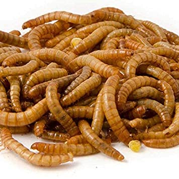 Dried Mealworms