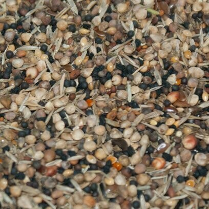 Vaesen Wild Seed